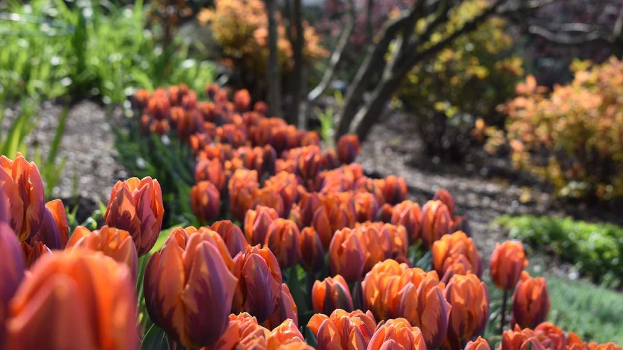 How To Get The Most Blooms From Spring Bulbs Planted In Fall