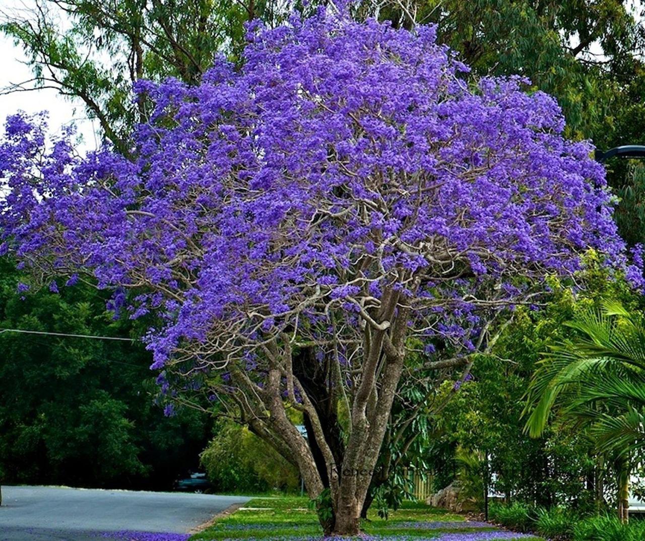 Grow and Maintain Jacaranda Trees for a Beautiful Outdoor Space