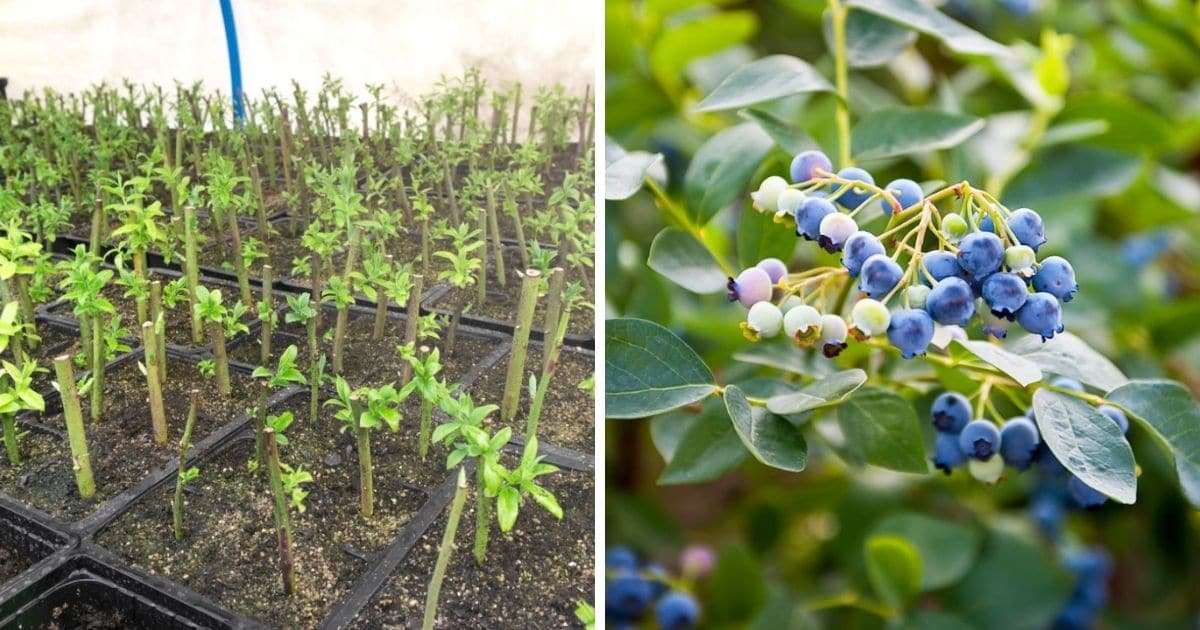 Propagate Blueberry Bushes at Home: The Best Practices