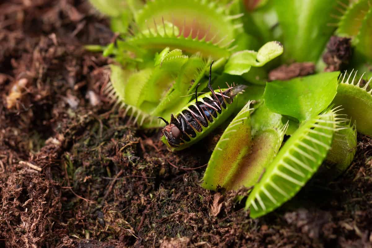 Secrets of Successful Venus Fly Trap Propagation: Expert Tips