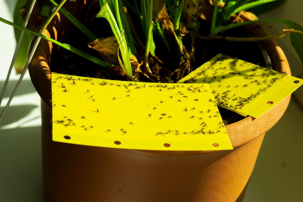 How to Protect Your Plants from Gnat Infestations