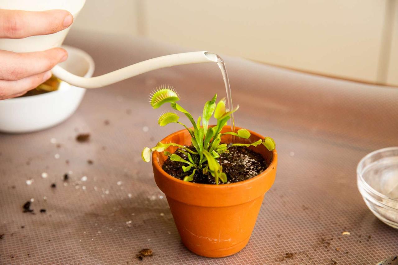 Secrets of Successful Venus Fly Trap Propagation: Expert Tips