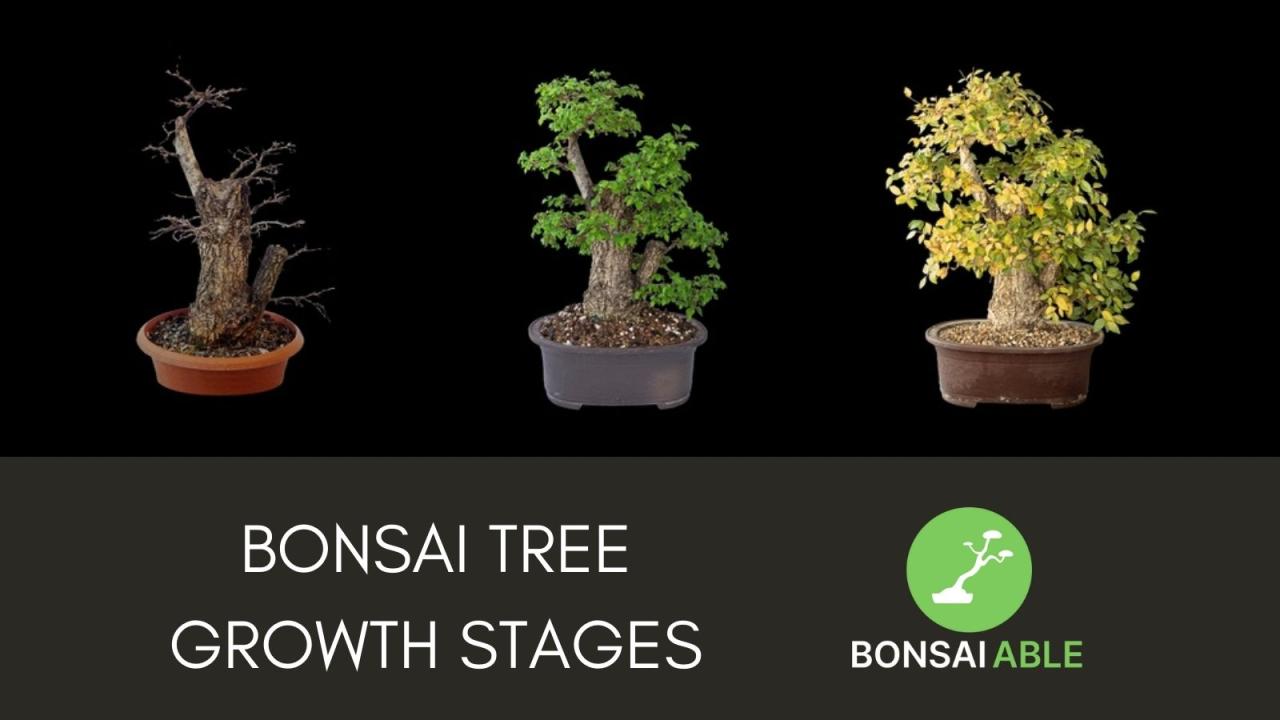 Choosing the Right Bonsai Pot for Every Tree Stage