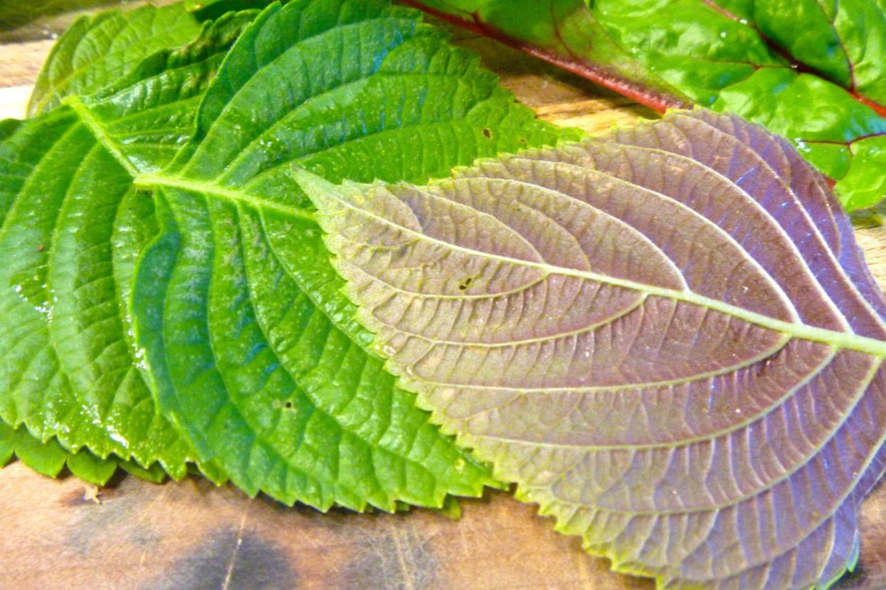 Discover the Versatility of Perilla Leaf: Tips for Flavorful and Unique Meals