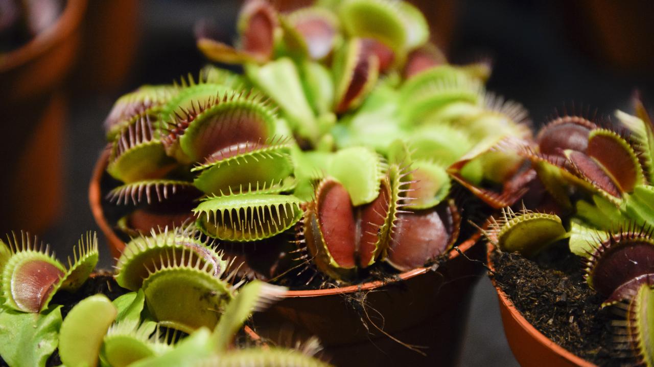 Secrets of Successful Venus Fly Trap Propagation: Expert Tips