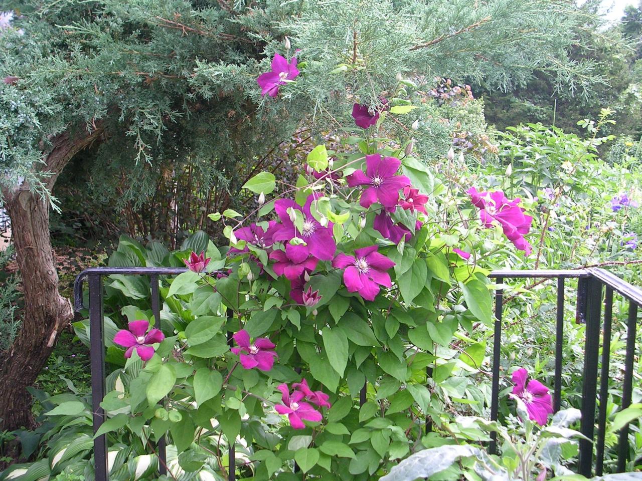 How to Achieve a Thriving Clematis Collection with These Simple Steps