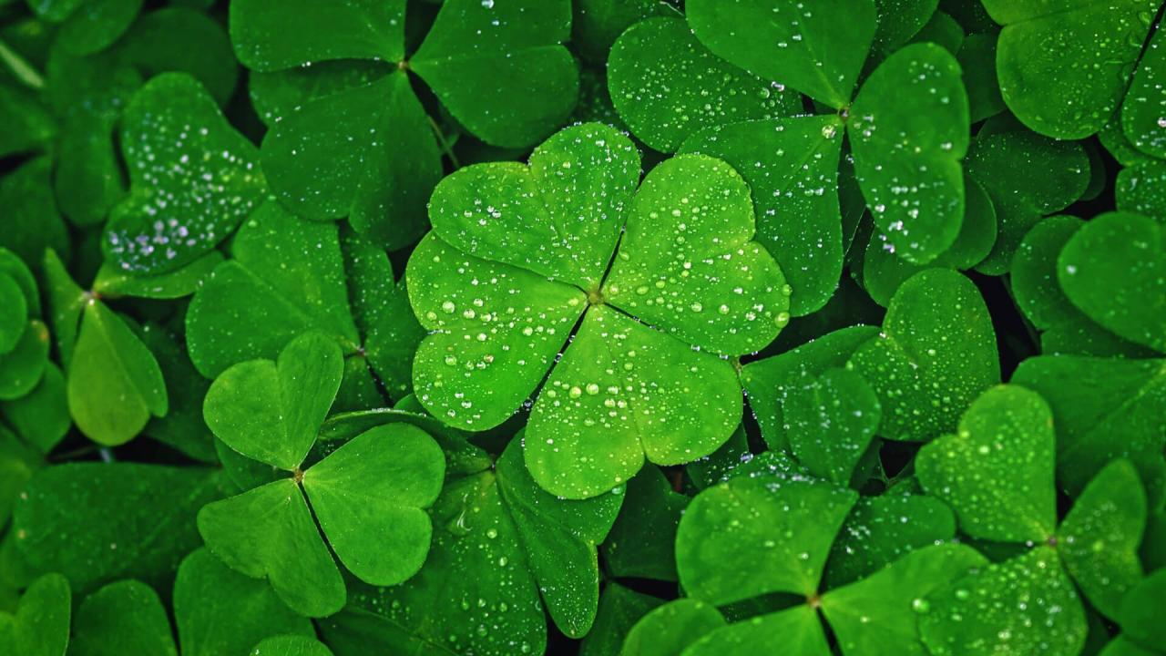 Grow Lucky Clovers: How to Grow and Care for Four Leaf Clovers for Maximum Luck