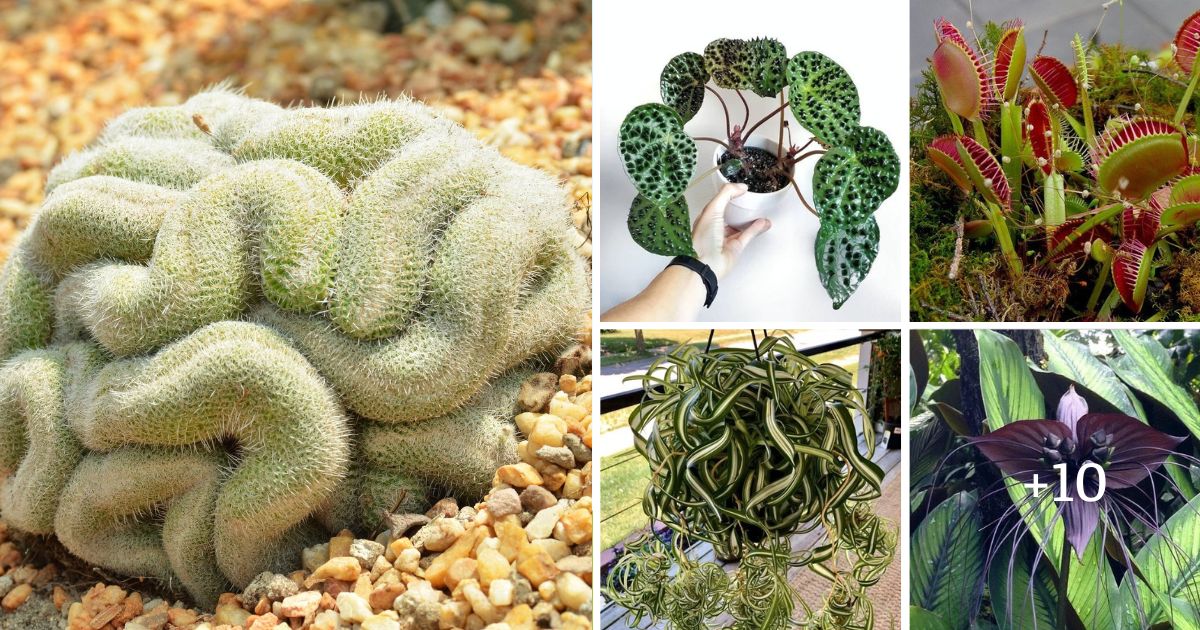 Halloween Houseplants That Look Like They Belong in a Haunted House