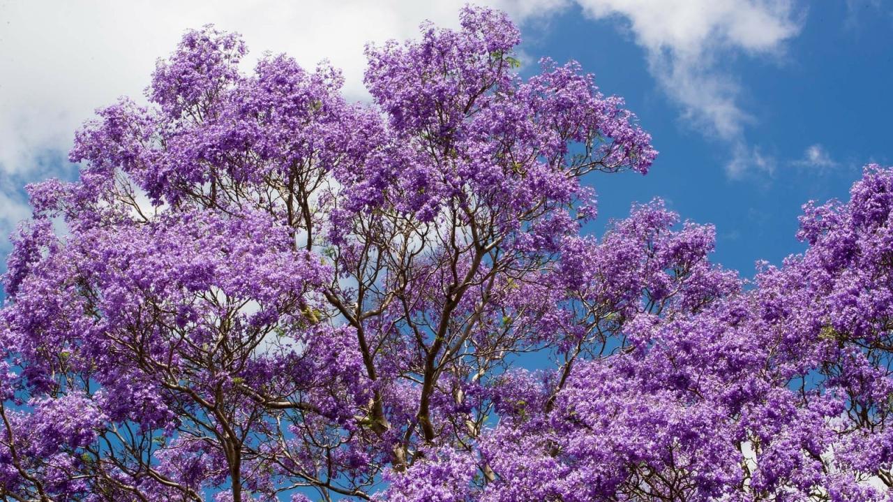 Discover How to Grow and Maintain Jacaranda Tree for a Beautiful Outdoor Space