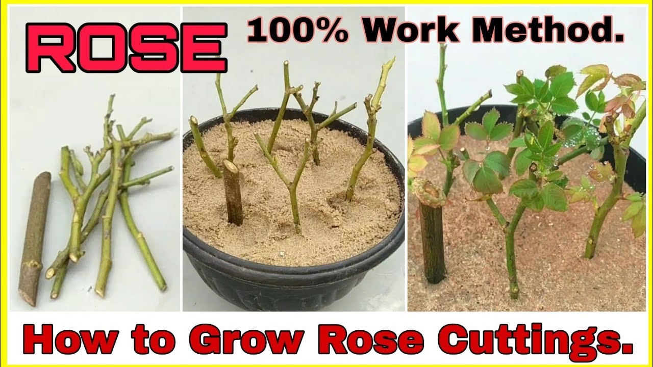 Expert Rose Propagation: How To Grow Gorgeous Roses From Simple Cuttings