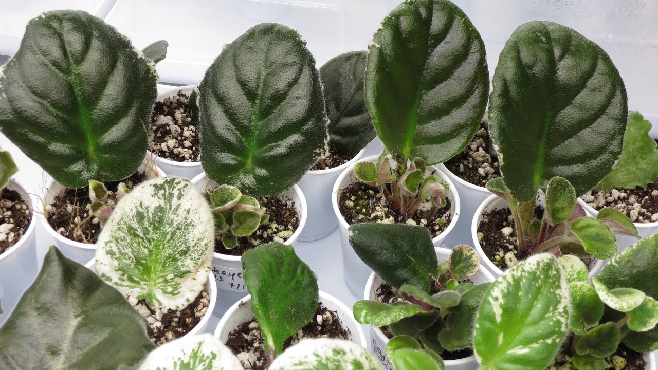 African Violet Propagation: The Science Behind Leaf Cuttings