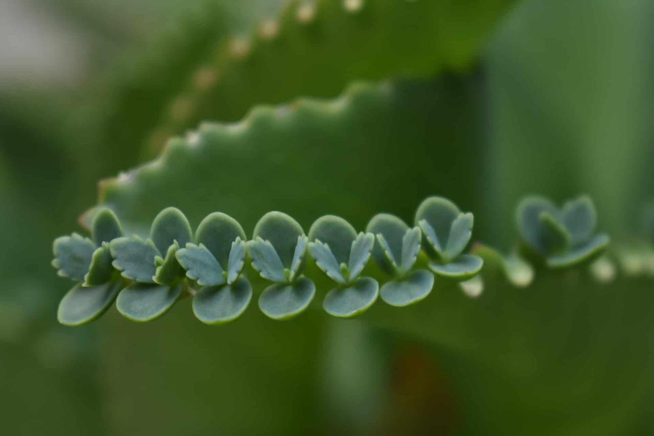 Step-by-Step Instructions for Propagating Mother of Thousands at Home