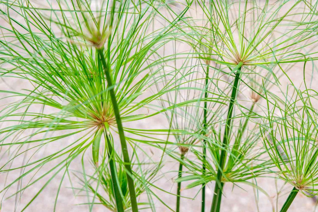 Papyrus Plant: Ancient Herb, Modern Uses