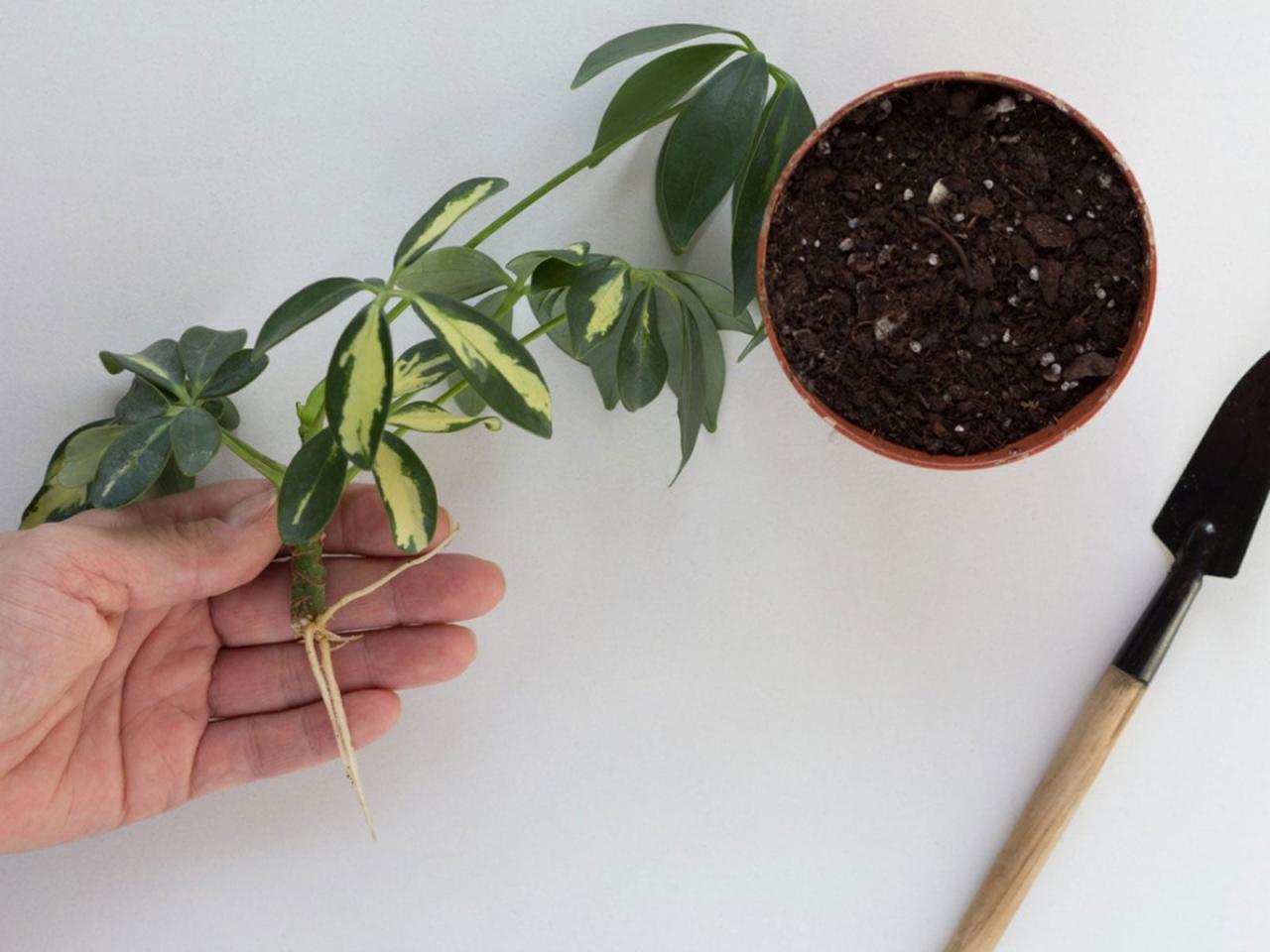 Propagate Schefflera Successfully: Expert Tips