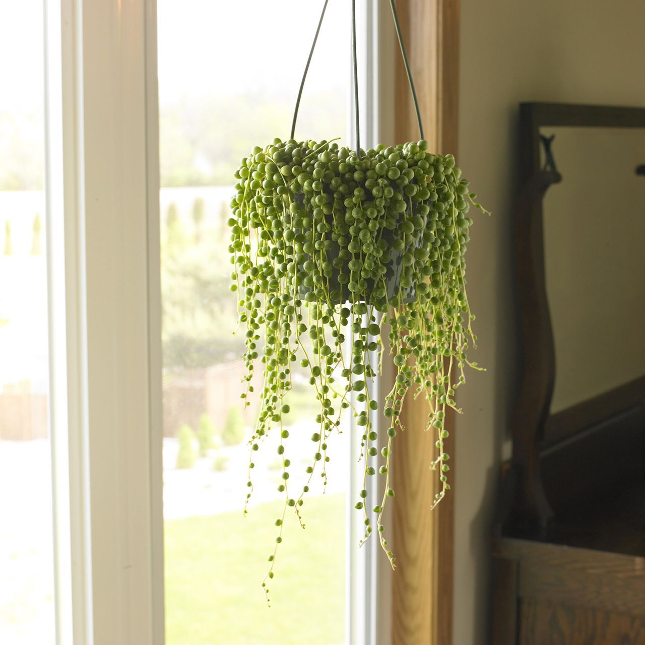 The Most Beautiful Hanging Plants for Every Season